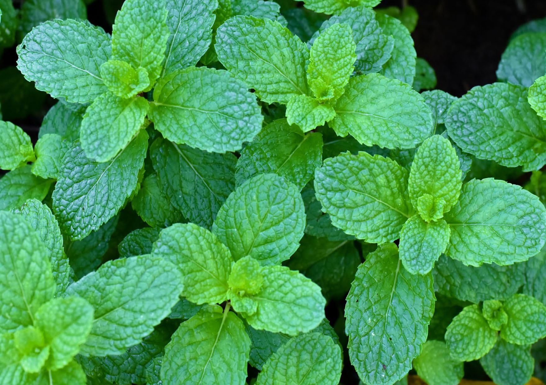 CosShing Freshpro farm landscape showing lush green fields