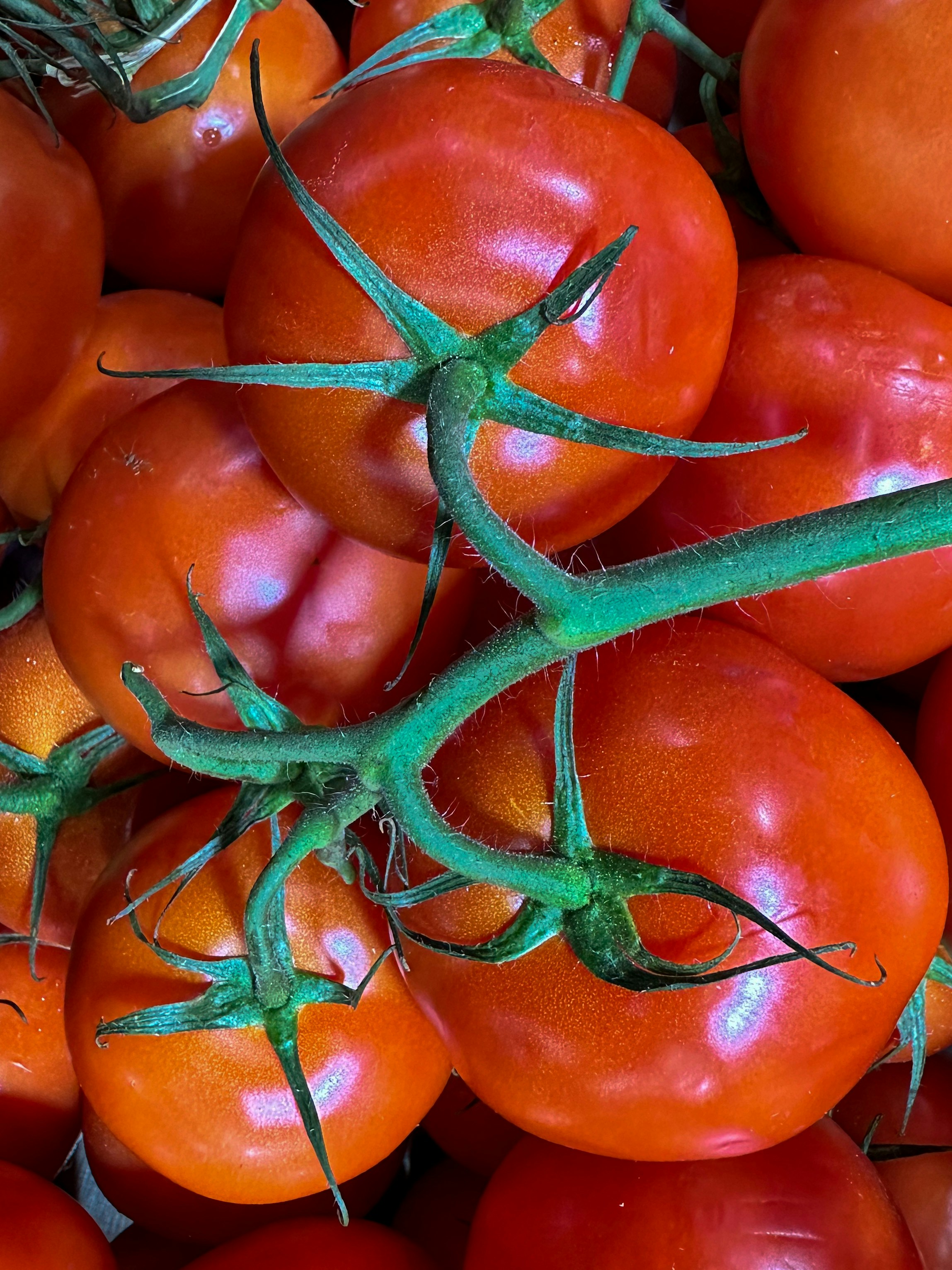 Fresh tomatoes