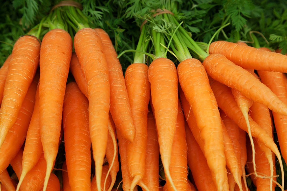 Fresh carrots